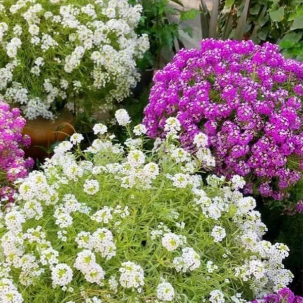 Fragrant Snow Ball Seed