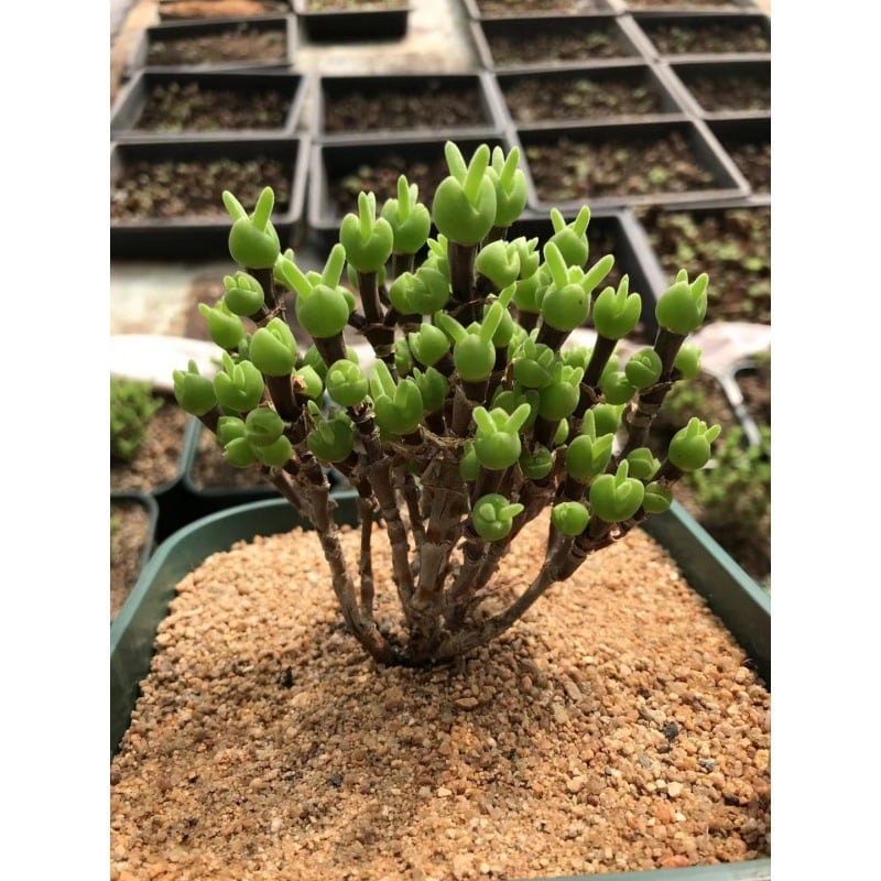 🐇Rabbit Succulent Seeds