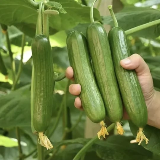 Cucumber Seeds