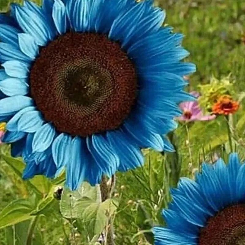 Bright Blue Sunflower Seeds