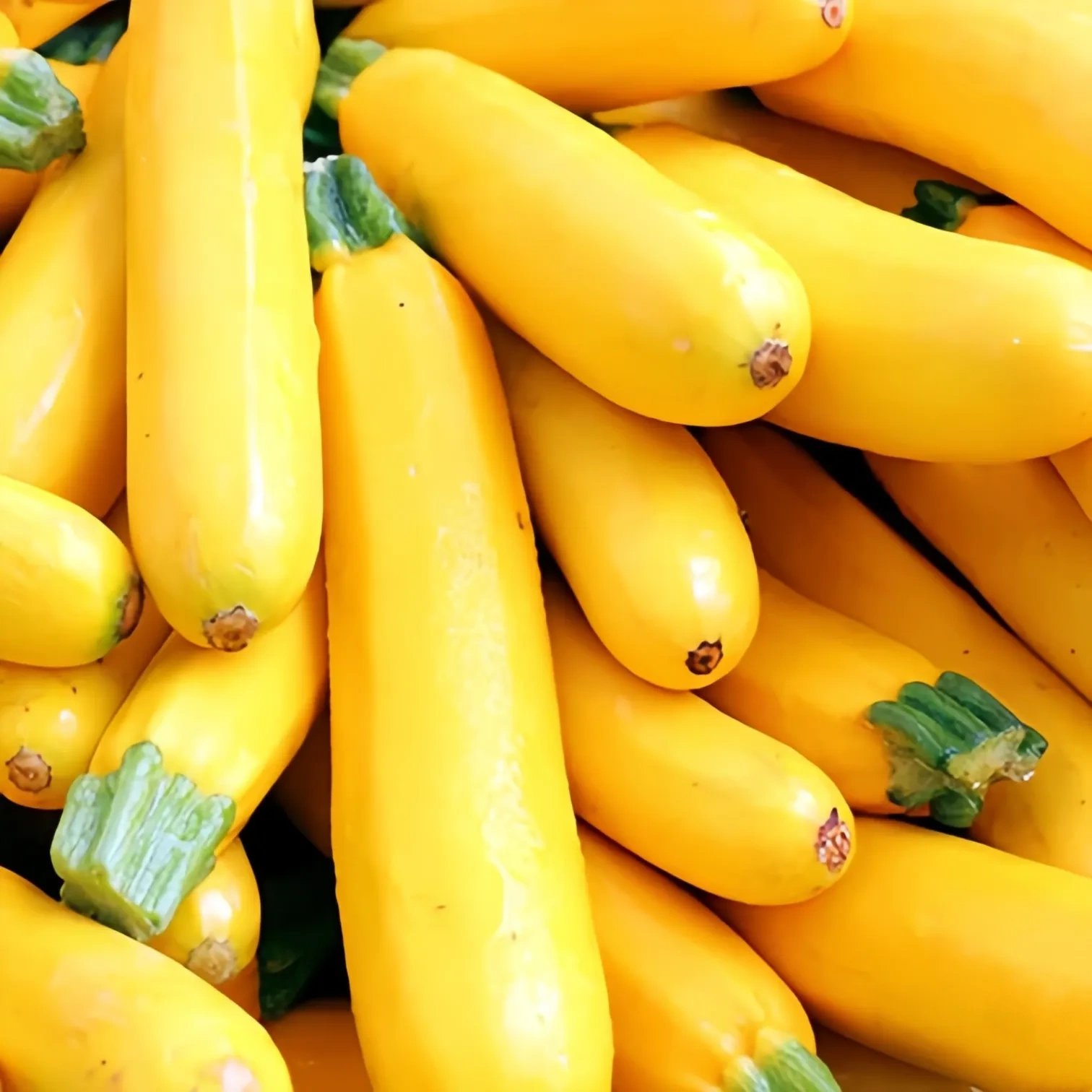Golden Zucchini Seeds