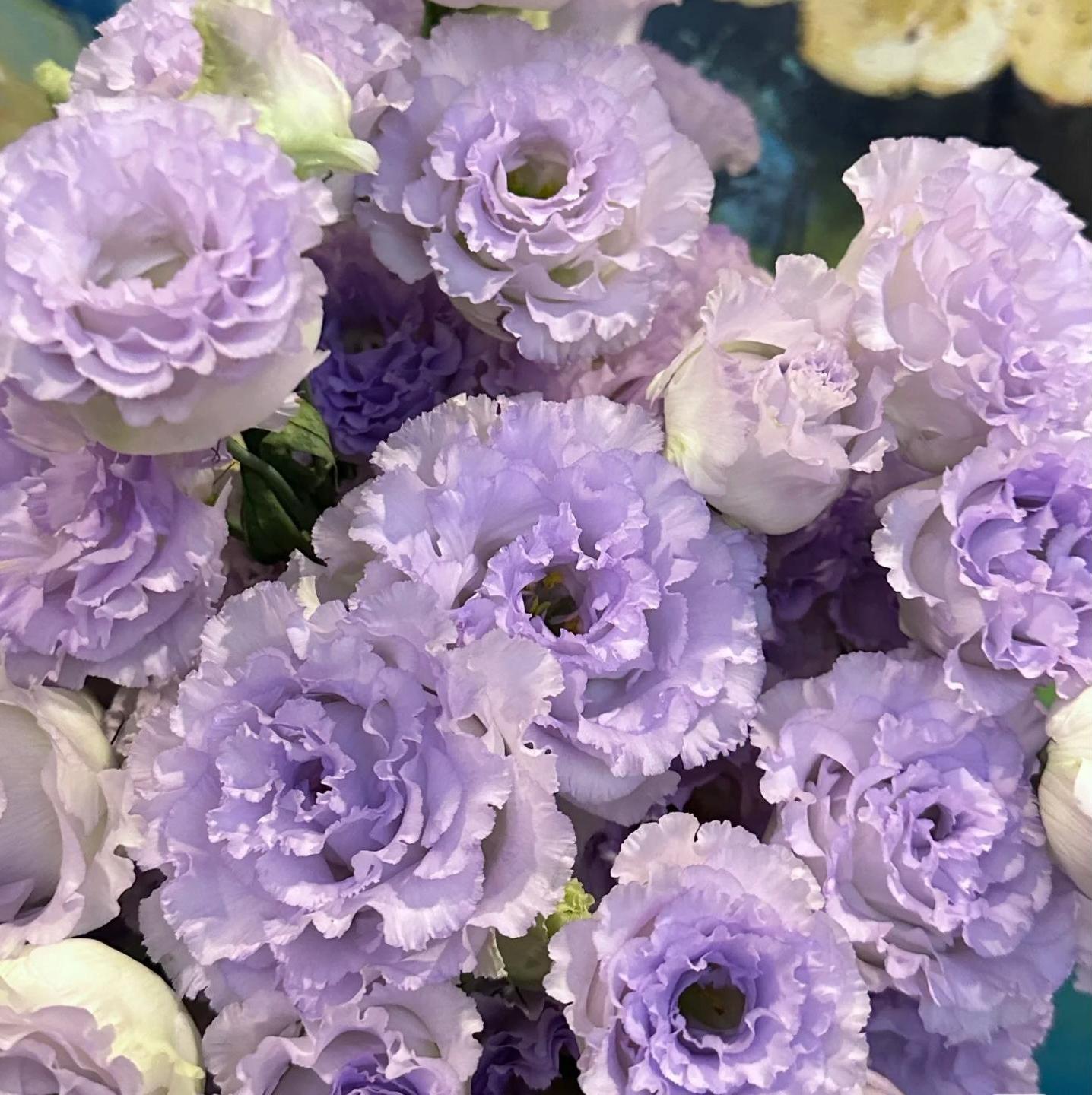 🔥Last Day 49% OFF - 🌺Eustoma Thornless Rose💐Lisanthus Seeds