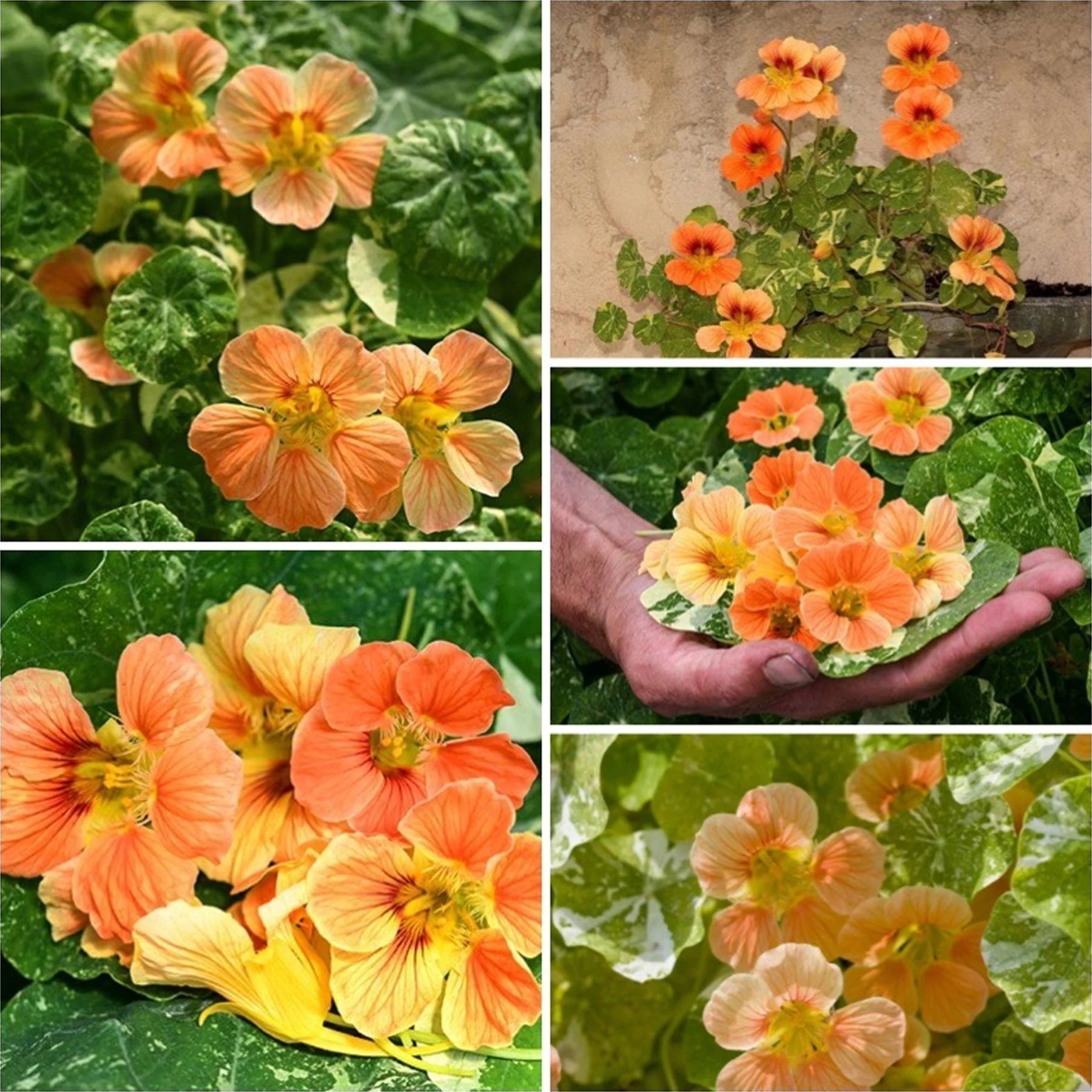 🔥Last day clearance🌺Low-maintenance Nasturtium Seeds