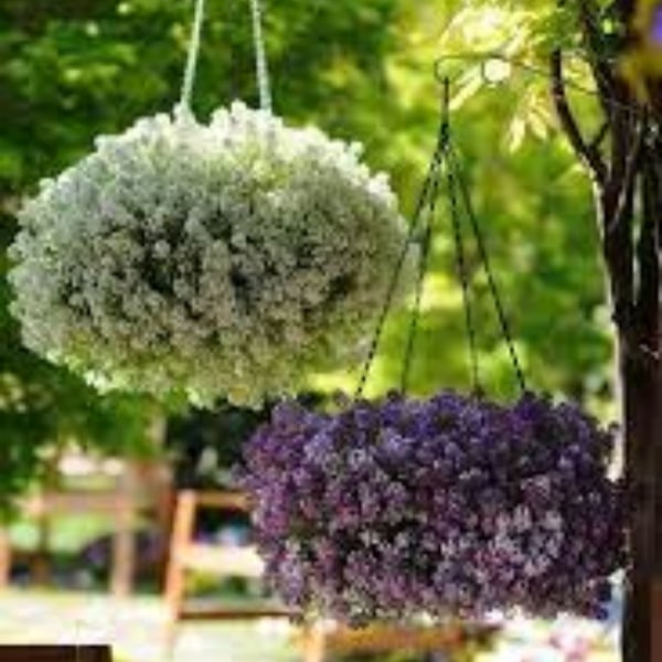Fragrant Snow Ball Seed
