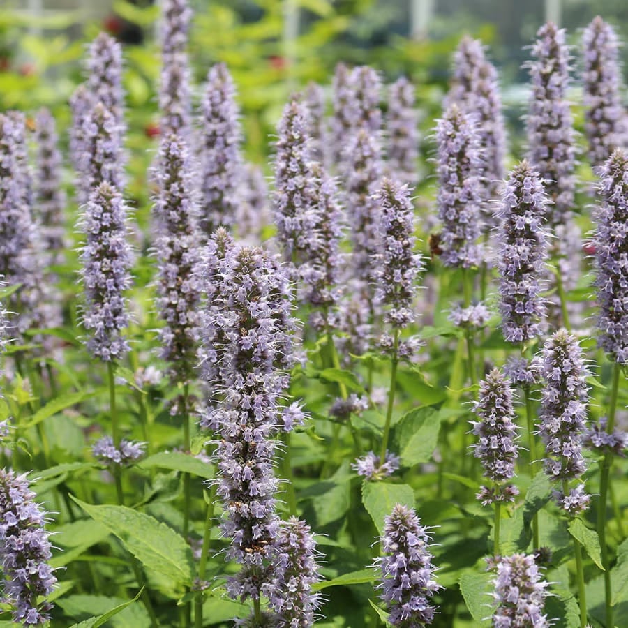 🐦LAST DAY 49% OFF-Hummingbird Agastache Seeds