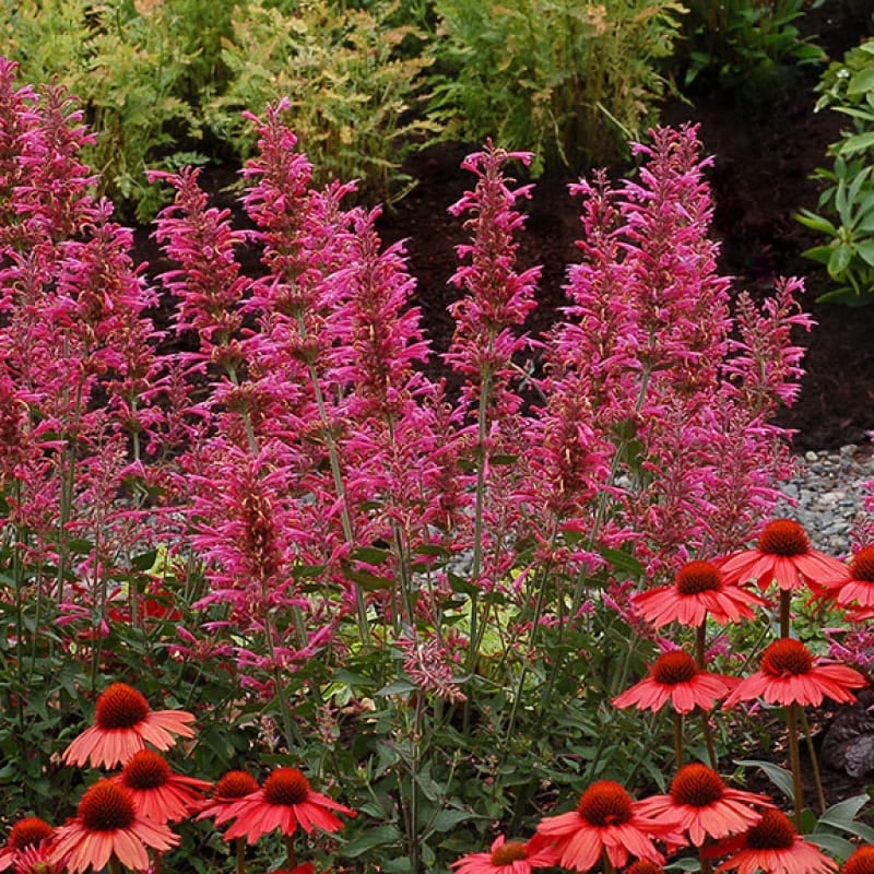 🐦LAST DAY 49% OFF-Hummingbird Agastache Seeds