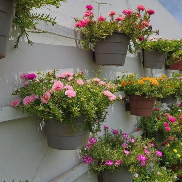 🌼Colorful Sunflower Seeds