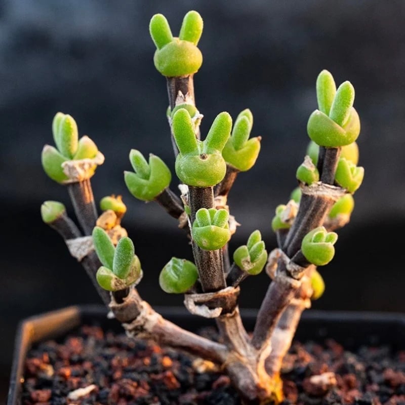 🐇Rabbit Succulent Seeds