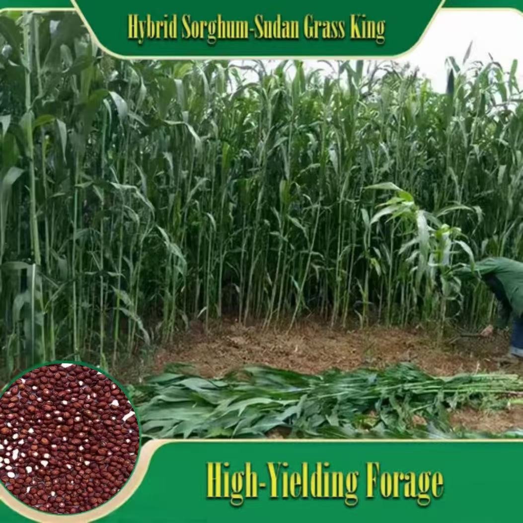 🌿Hybrid Sorghum-Sudan Grass King✅High-Yielding Forage Seed