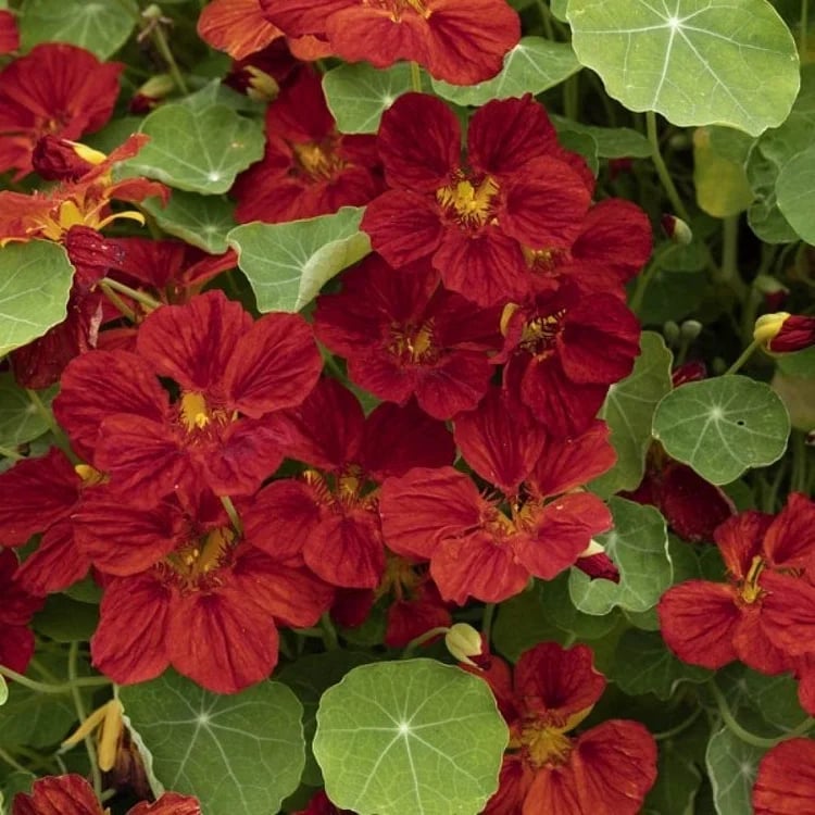 🔥Last day clearance🌺Low-maintenance Nasturtium Seeds