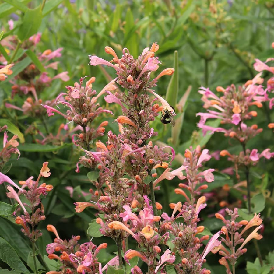 🐦LAST DAY 49% OFF-Hummingbird Agastache Seeds