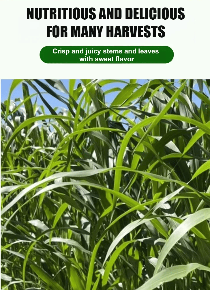 🌿Hybrid Sorghum-Sudan Grass King✅High-Yielding Forage Seed