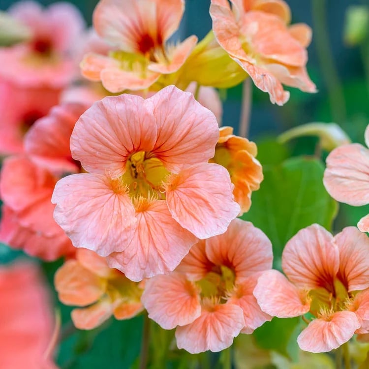 🔥Last day clearance🌺Low-maintenance Nasturtium Seeds