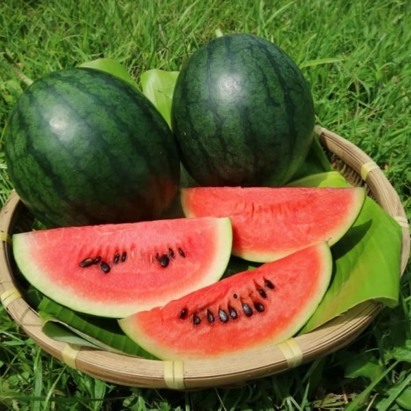 🍈Watermelon Seeds🍉