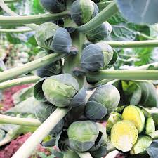 Brussels Sprouts Seeds