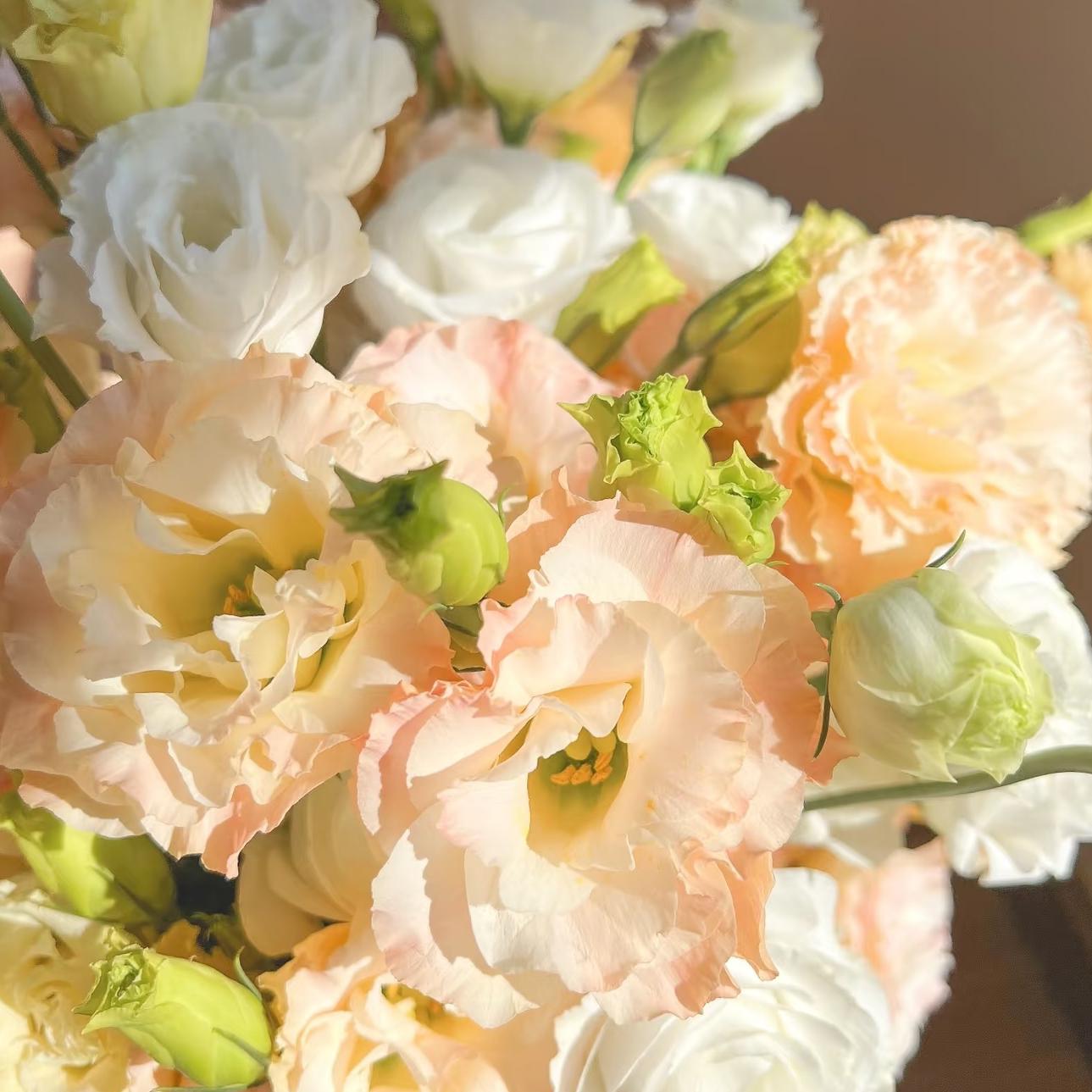 🔥Last day clearance🌺Low-maintenance Eustoma Flower Seeds🌈