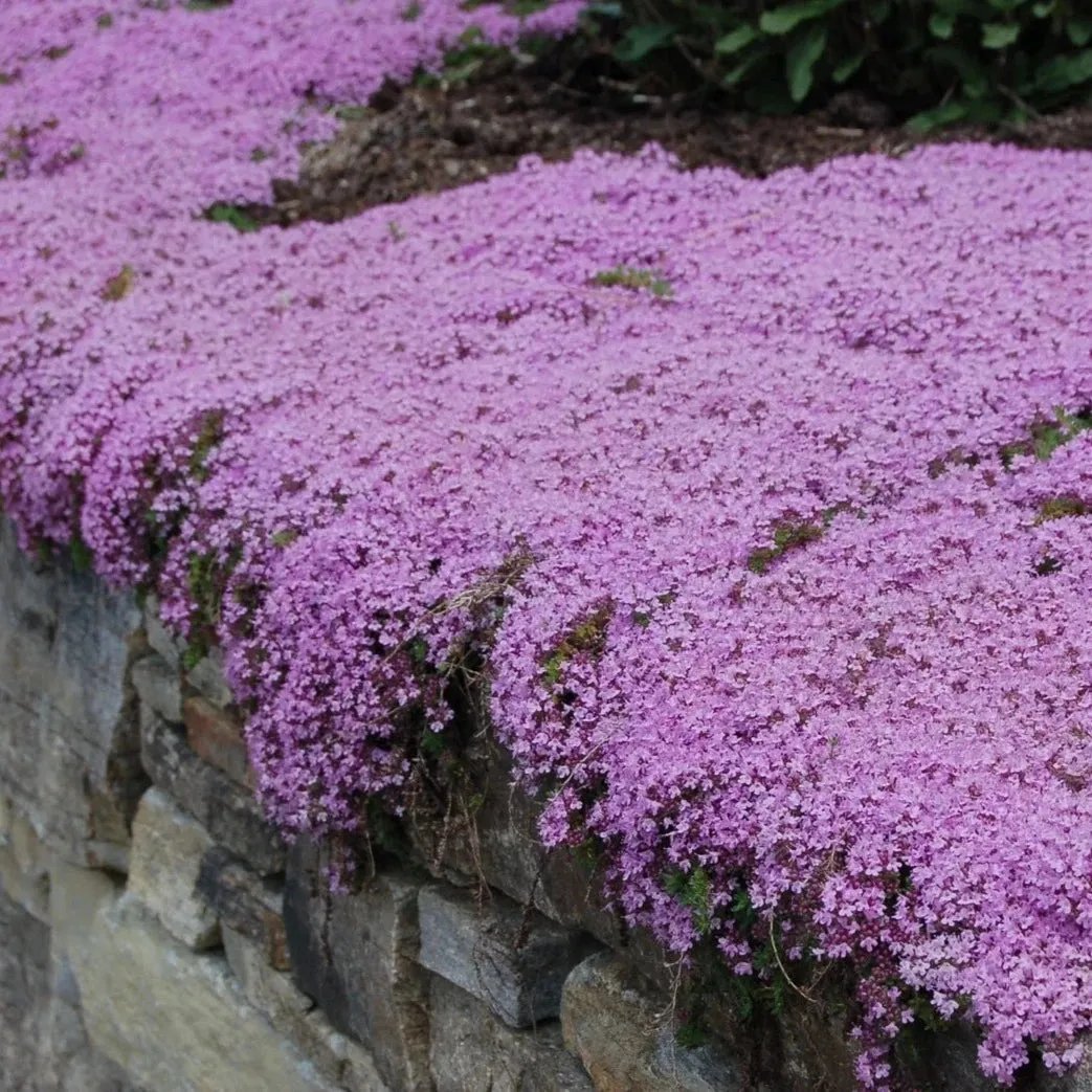 🎁2025 Special Offer 🍃Creeping Thyme Homegrown Seeds