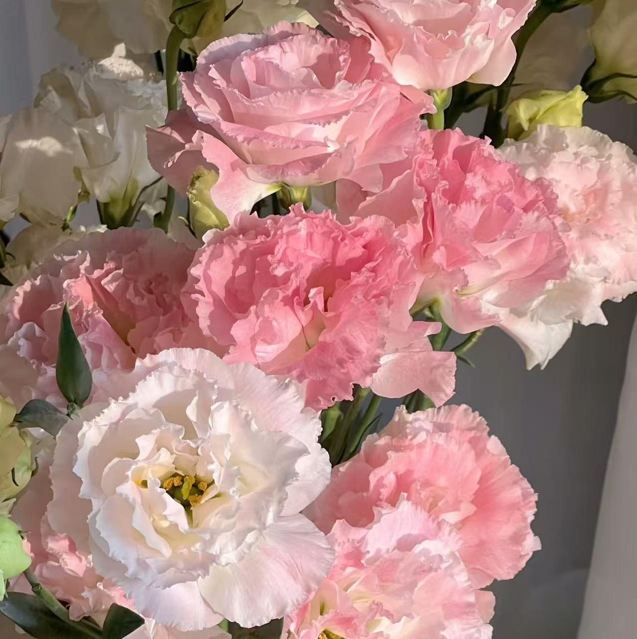 🔥Last Day 49% OFF - 🌺Eustoma Thornless Rose💐Lisanthus Seeds