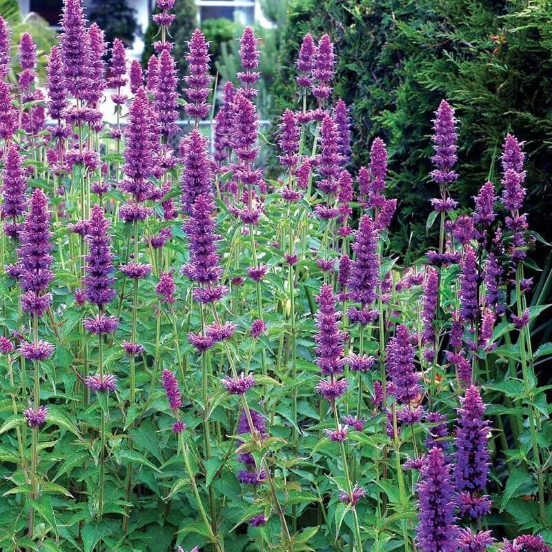 🐦LAST DAY 49% OFF-Hummingbird Agastache Seeds