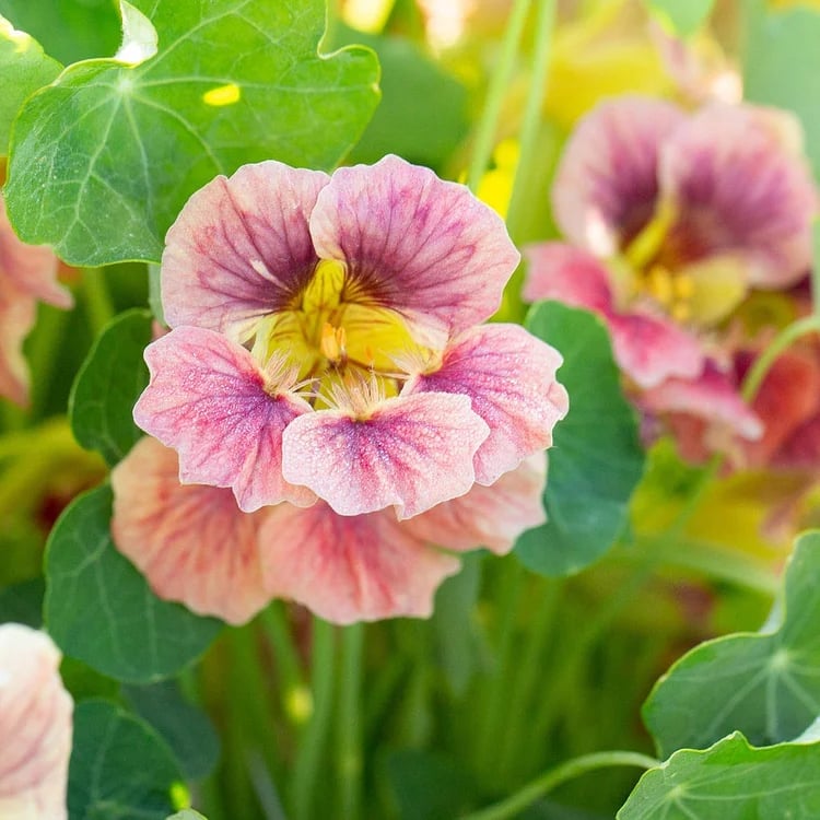 🔥Last day clearance🌺Low-maintenance Nasturtium Seeds