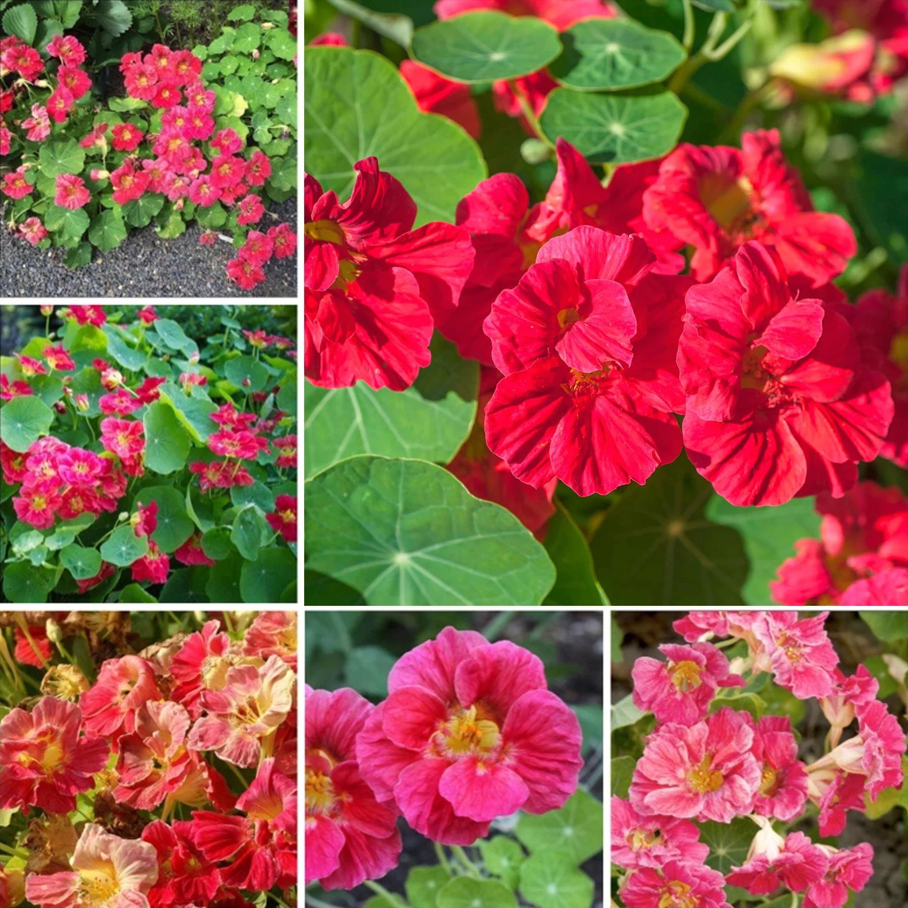 🔥Last day clearance🌺Low-maintenance Nasturtium Seeds
