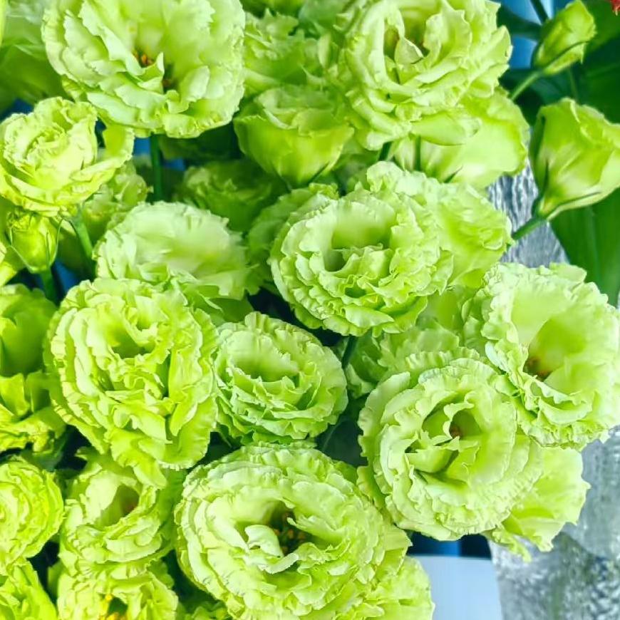 🔥Last Day 49% OFF - 🌺Eustoma Thornless Rose💐Lisanthus Seeds