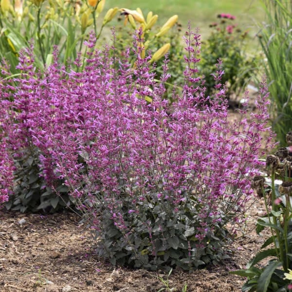 🐦LAST DAY 49% OFF-Hummingbird Agastache Seeds