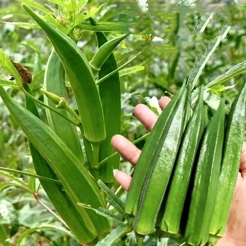 [Mass production - Full - Green ]Okra Seeds