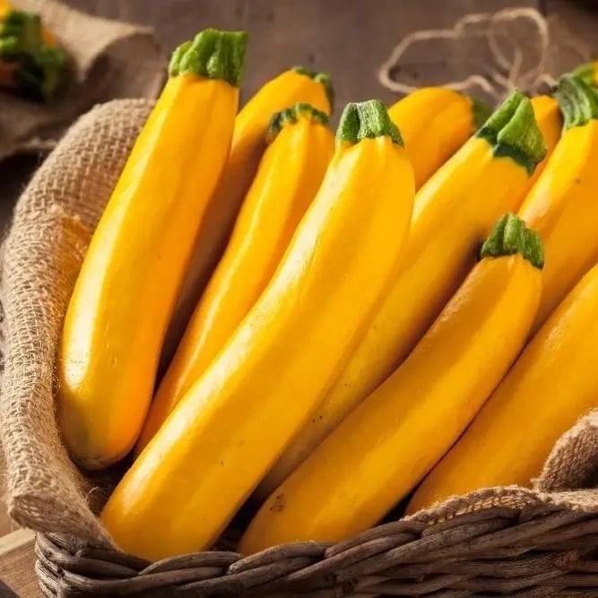Golden Zucchini Seeds