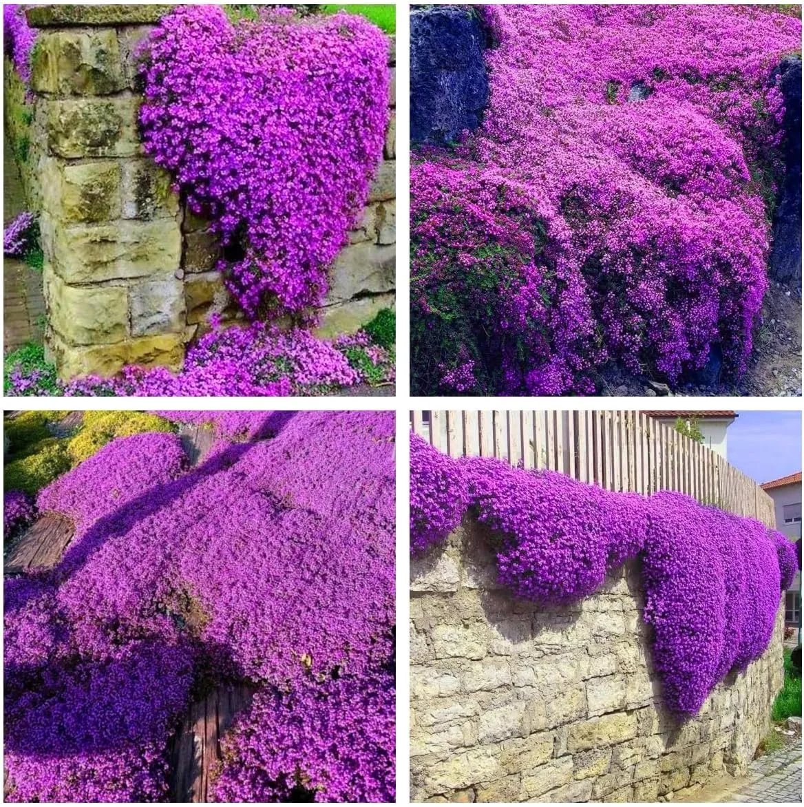 🎁2025 Special Offer 🍃Creeping Thyme Homegrown Seeds
