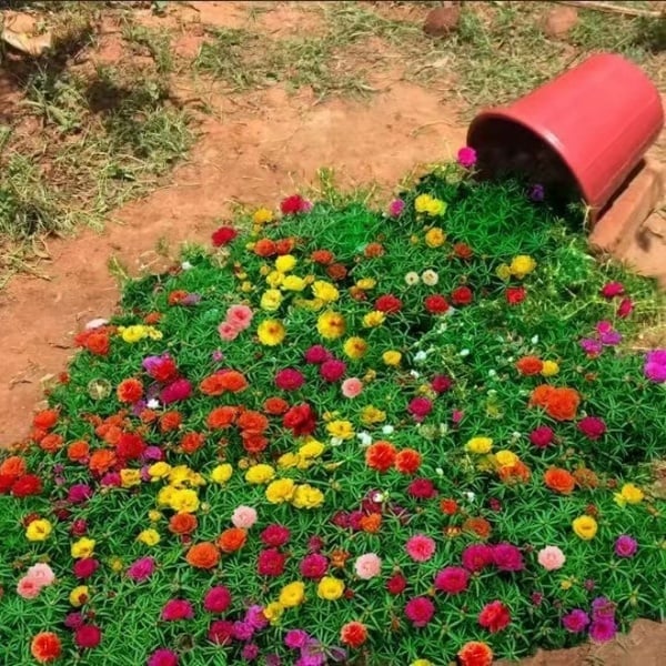 🌼Colorful Sunflower Seeds