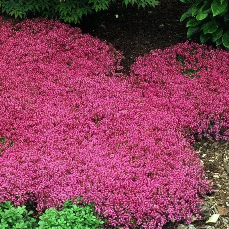 🎁2025 Special Offer 🍃Creeping Thyme Homegrown Seeds