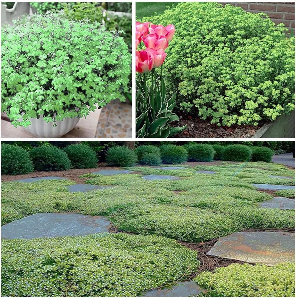 🎁2025 Special Offer 🍃Creeping Thyme Homegrown Seeds