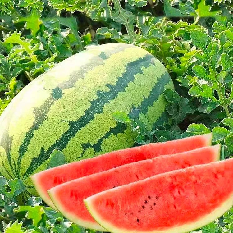Lazy Man's Watermelon Seeds