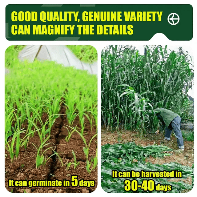 🌿Hybrid Sorghum-Sudan Grass King✅High-Yielding Forage Seed