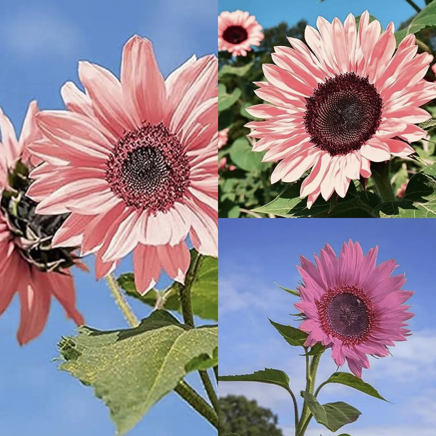 🌺Pink Sunflower Seeds Sun Flower Rare Plant Garden