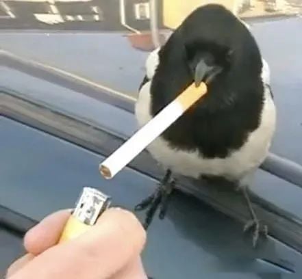 My Quit Smoking Story: The 10,086th Time’s the Charm