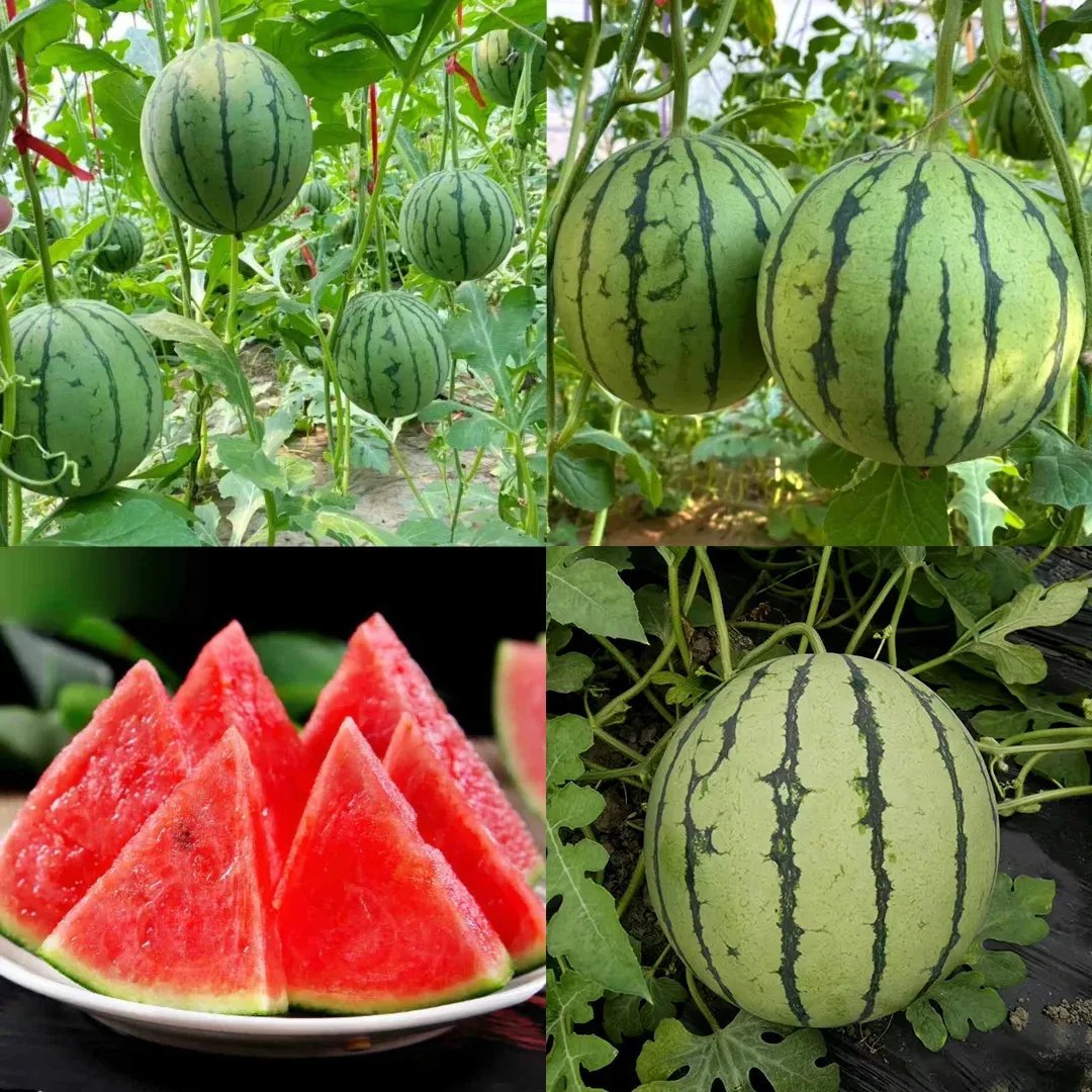 🍈Watermelon Seeds🍉