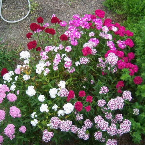 WEE Willie Dwarf SWEET WILLIAM Mixed Colors Dianthus Barbatus Flower S ...