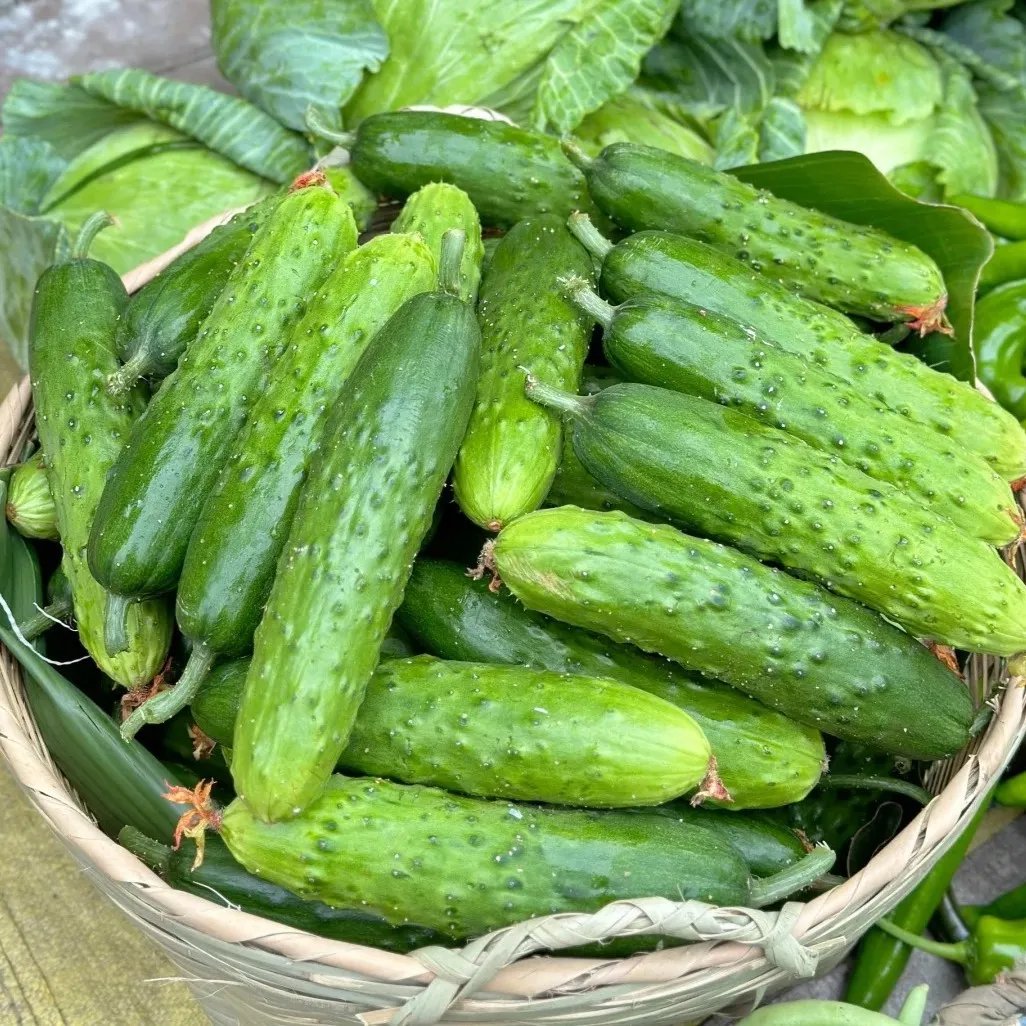 Cucumber Seeds