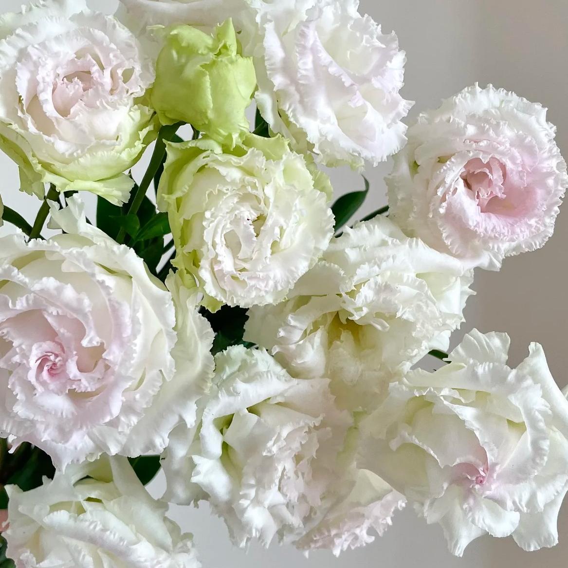 🔥Last Day 49% OFF - 🌺Eustoma Thornless Rose💐Lisanthus Seeds