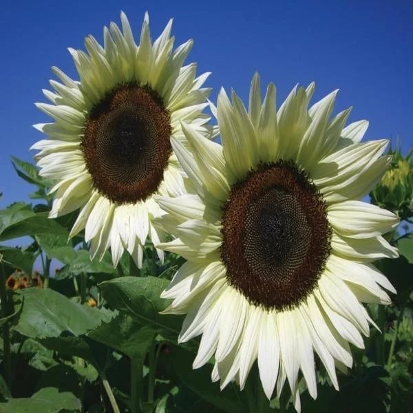 🌼Italian White Sunflower Seeds
