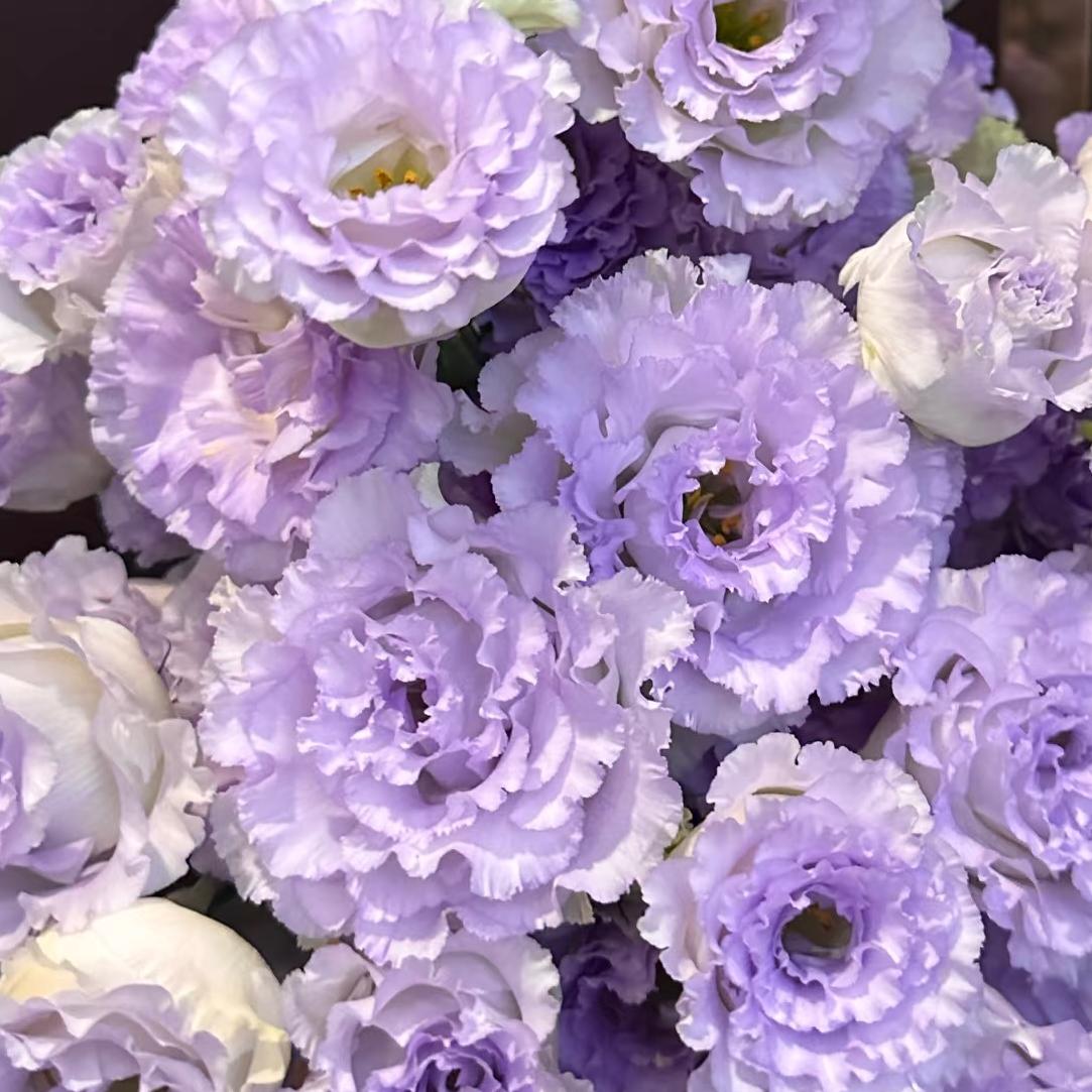 🔥Last Day 49% OFF - 🌺Eustoma Thornless Rose💐Lisanthus Seeds