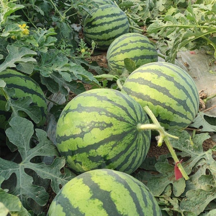 🍈Watermelon Seeds🍉