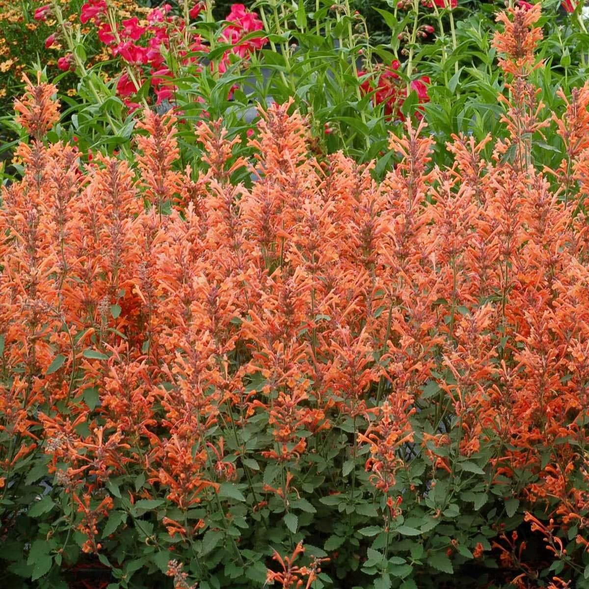 🐦LAST DAY 49% OFF-Hummingbird Agastache Seeds