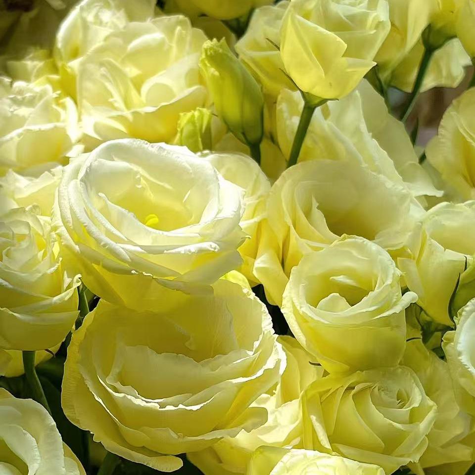 🔥Last Day 49% OFF - 🌺Eustoma Thornless Rose💐Lisanthus Seeds