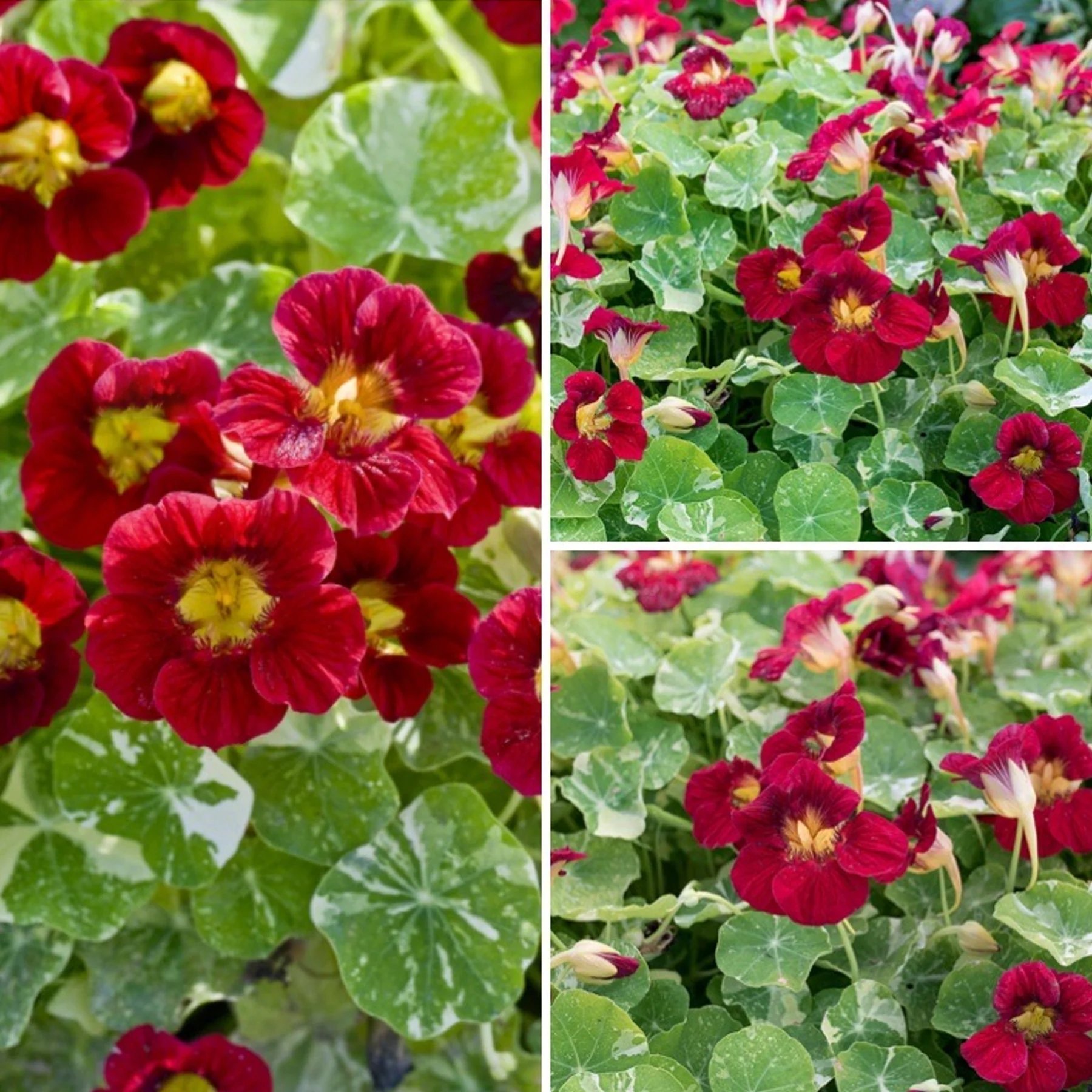 🔥Last day clearance🌺Low-maintenance Nasturtium Seeds